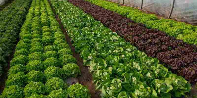 Metoda uprawy warzyw w szklarni z użyciem osłon foliowych i agrowłókniny