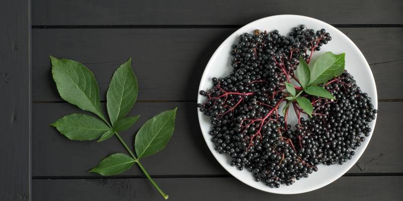 Owoc i liście czarnego bzu: ich właściwości i zastosowanie