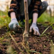 Idealne drzewo na żywopłoty i szpalery - grab pospolity: wymagania i uprawa