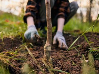 Idealne drzewo na żywopłoty i szpalery - grab pospolity: wymagania i uprawa